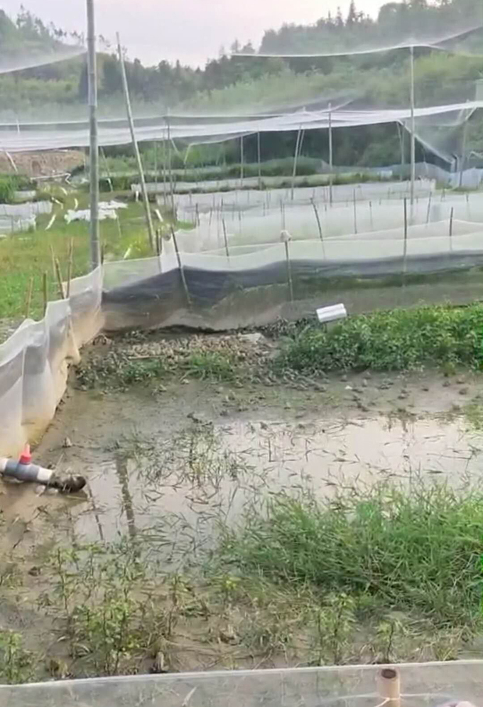 青蛙養殖網實景